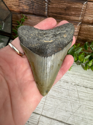 Megalodon Tooth