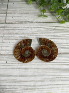 Ammonite Fossil Pair