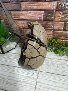 Septarian Calcite Freeform