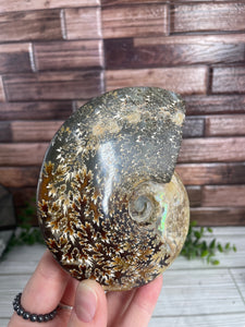 Ammonite Fossil