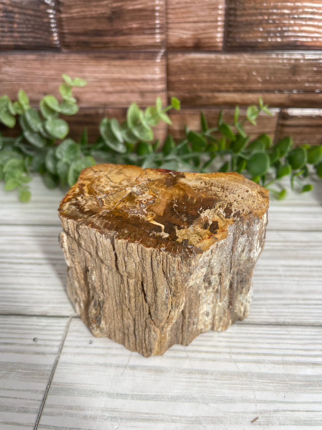 Petrified Wood