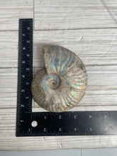 Load image into Gallery viewer, Iridescent Ammonite Fossil