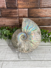 Load image into Gallery viewer, Iridescent Ammonite Fossil