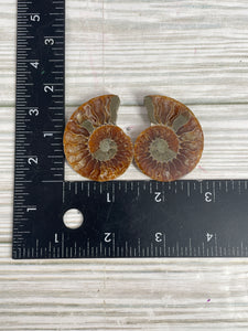 Ammonite Fossil Pair