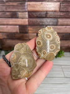 Agatized Coral Half-Polished