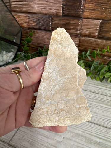 Agatized Coral Slab