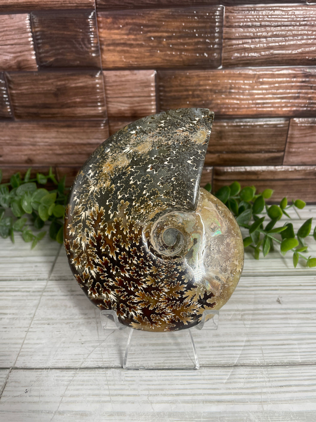 Ammonite Fossil