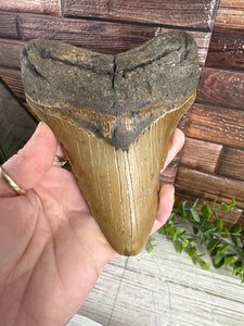 Megalodon Tooth