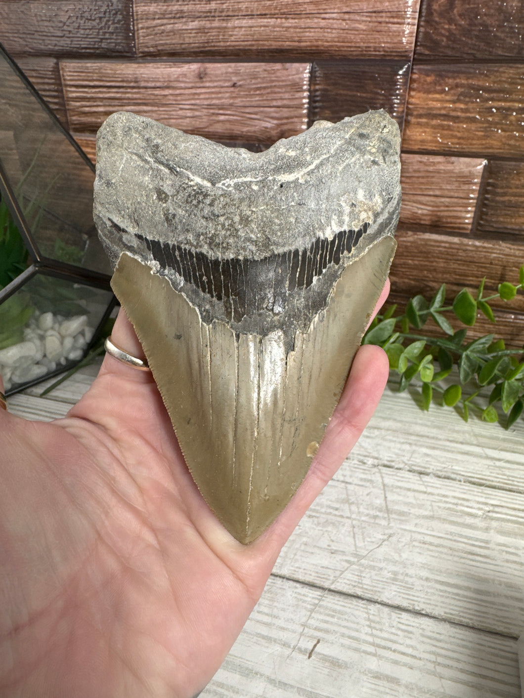 Megalodon Tooth