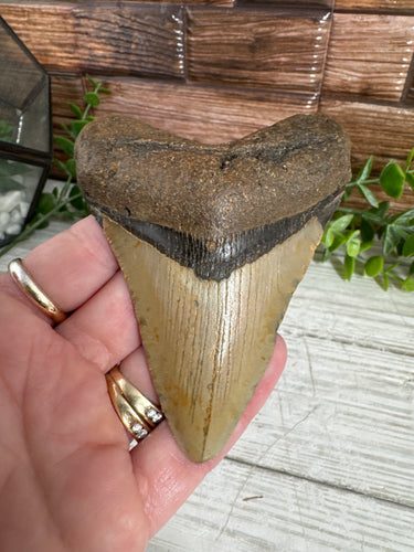 Megalodon Tooth