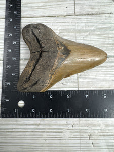 Megalodon Tooth