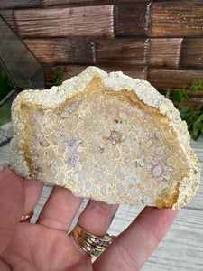 Agatized Coral Slab