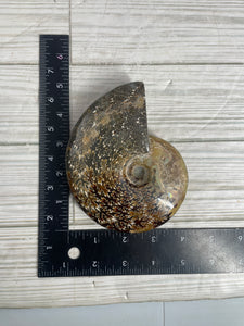 Ammonite Fossil