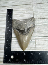 Load image into Gallery viewer, Megalodon Tooth