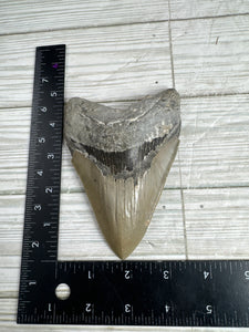 Megalodon Tooth