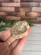 Load image into Gallery viewer, Petrified Wood