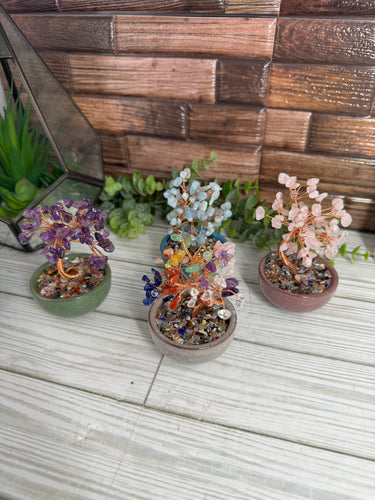 Mini Bonsai Gem Tree