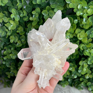 Clear Quartz Cluster