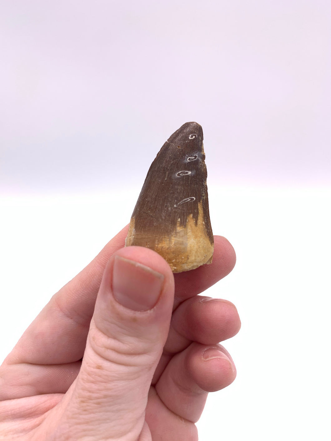 Mosasaurus Tooth