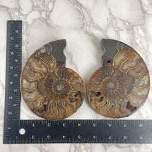 Load image into Gallery viewer, Ammonite Pair