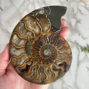 Ammonite Pair