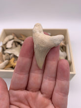 Load image into Gallery viewer, Shark Tooth